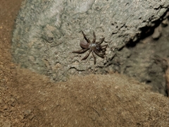 Aliatypus