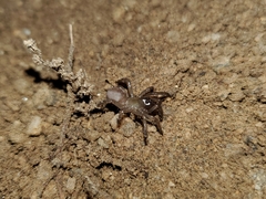 Aliatypus