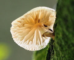 Oudemansiella mucida image