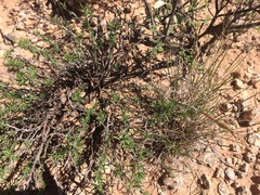 Oenothera lavandulifolia