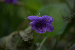 Viola langsdorffii