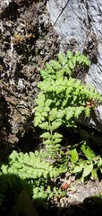 Cystopteris tasmanica