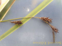 Carex luzulina