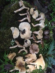 Cantharellus atrolilacinus