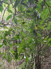Lasiococca comberi