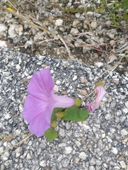 Ipomoea crinicalyx