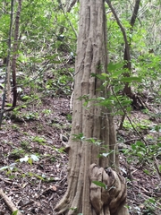 Lasiococca comberi