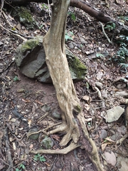 Lasiococca comberi