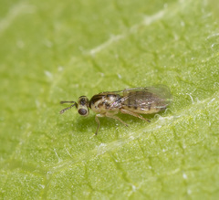 Cirrospilus