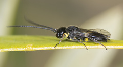 Mimelogonalos nigricauda