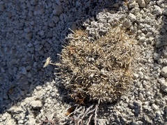 Erigeron compactus