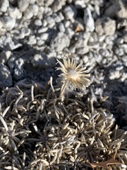 Erigeron compactus