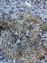 Erigeron compactus