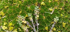 Clinopodium nubigenum