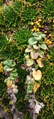 Clinopodium nubigenum
