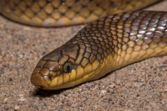 Paraphimophis rusticus