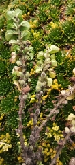 Clinopodium nubigenum