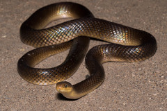 Paraphimophis rusticus