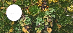 Clinopodium nubigenum