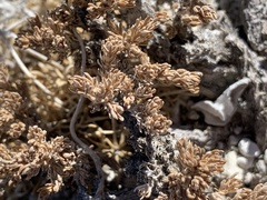 Artemisia pygmaea