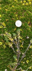 Clinopodium nubigenum