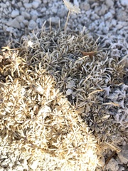 Erigeron compactus