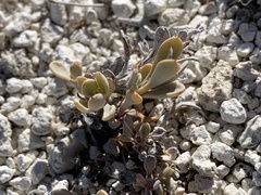 Penstemon thompsoniae