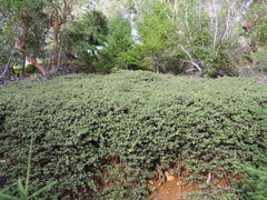 Arctostaphylos × media