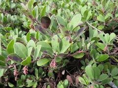 Arctostaphylos × media