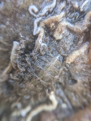 Mopalia porifera