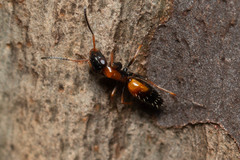 Opisthopsis picta