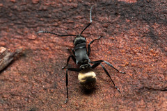 Polyrhachis tubifera