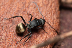 Polyrhachis tubifera