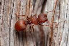 Meranoplus oceanicus