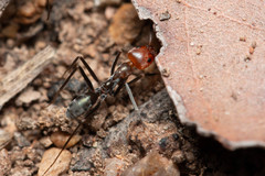 Iridomyrmex rubriceps