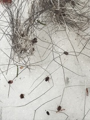 Dermacentor albipictus