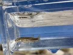 Rhinichthys osculus 7