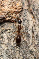 Camponotus elegans