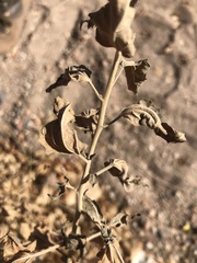 Ageratina herbacea