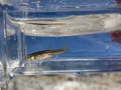 Rhinichthys osculus 7