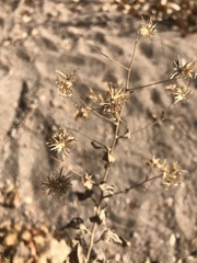 Ageratina herbacea