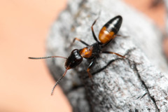 Opisthopsis picta