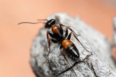 Opisthopsis picta