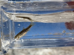 Rhinichthys osculus 7