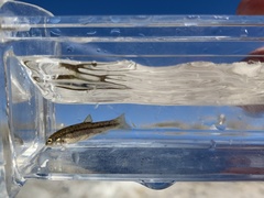 Rhinichthys osculus 7