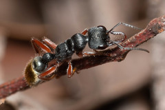 Myrmecia chrysogaster
