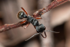 Myrmecia chrysogaster