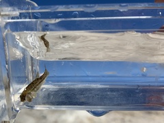 Rhinichthys osculus 7