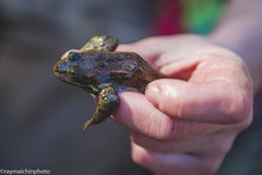 Rana pretiosa