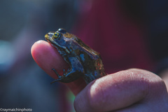 Rana pretiosa